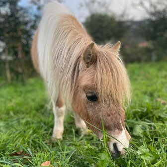 Premium Paardenbox